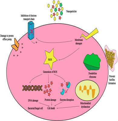 Gelatin-based nanoparticles and antibiotics: a new therapeutic approach for osteomyelitis?